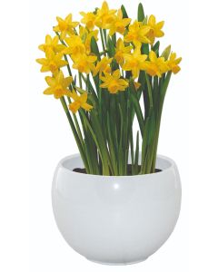 Dwarf Daffodil Indoor Ceramic Grow Set