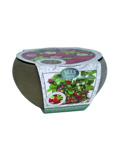 Strawberry Rainbow Treasure - Complete Ceramic Patio Planter Growing set