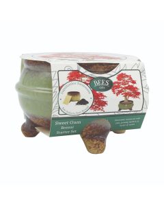 Sweet Gum Bonsai Pot with feet