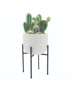 Cactus Gift Set Ceramic Grow Pot on Stand