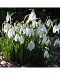 Snowdrops - Galanthus nivalis (var. elwesii) in the Green - In Bud & Bloom