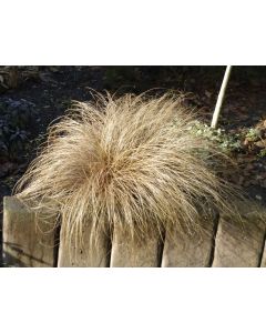 Carex comans 'Bronco'