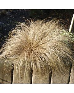 Carex comans 'Bronco'