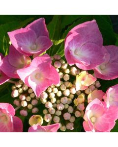 Hydrangea macrophylla Taube - Lacecap Hortensia Hydrangea Plant