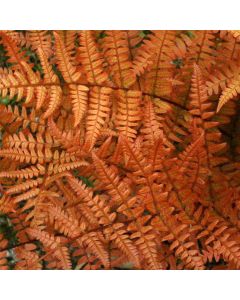 Dryopteris erythrosora - Rosy Buckler or Autumn Fern