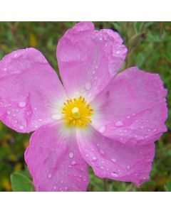 Cistus creticus Silver Pink - Rock Rose