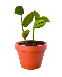 Grow Your Own Magic Message Bean - Perfect Gift!