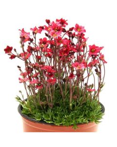 Saxifraga Mossy RED - Cushion Saxifrage Plants
