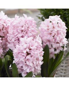 Pink Hyacinth Trio in Bud and Bloom 