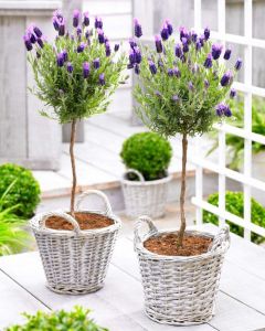 PAIR of Beautiful French Lavender Trees - Butterfly Lavender in Bud & Bloom
