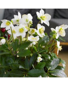 Helleborus niger - White Hellebore in Bud