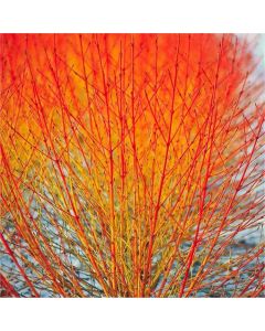 Cornus Midwinter Fire - Winter Beauty Dogwood - Pack of Three