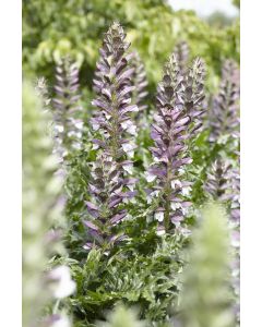 Acanthus mollis - Bear's Breeches