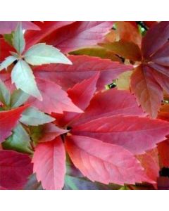 Virginia Creeper Vine - Parthenocissus quinquefolia Engelmannii - Boston Ivy