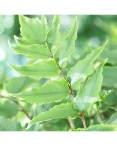SPECIAL DEAL - Cyrtomium fortunei clivicola - Evergreen Fern