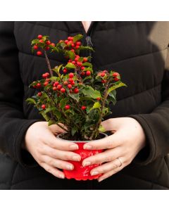 Festive Holly Plant - Full of Berries - Ilex meserveae 'Blue Princess'