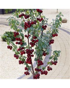 Cherry Tree - Stella Compact Black Cherry (Gisela 5) - 150-170cm Tall