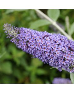 Buddleja Nanho Blue - Buddleia Butterfly Bush