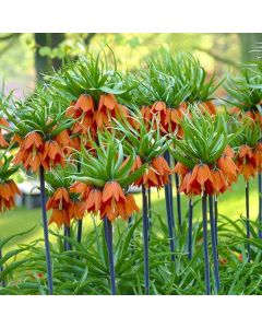 Fritillaria imperialis rubra Aurora - Crown Imperial Fritillary