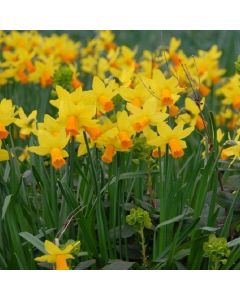 Jetfire Dwarf Daffodils Bulbs - Pack of 40 Bulbs