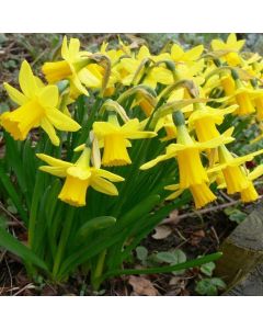 Tete a Tete Dwarf Daffodils in Bud & Bloom