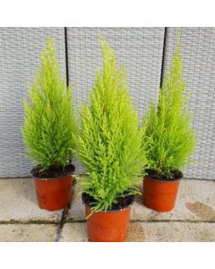 Lemon Scented Monterey Cypress Goldcrest - Pack of  THREE Plants