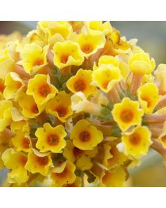 Buddleja x weyeriana 'Sungold' - Golden Yellow Flowered Butterfly Bush (Buddleia)