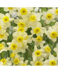 Narcis Minnow - Daffodil in Bud & Bloom