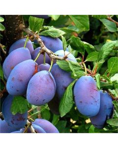 Plum Tree - Czar Plum Tree - Czar