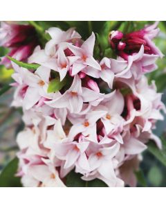 Daphne Perfume Princess - Worlds most fragrant Shrub - New Variety
