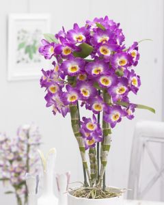 MOTHERS DAY - Noble PINK Dendrobium Tower Orchid
