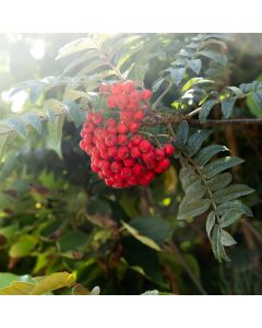 Sorbus aucuparia 'Cardinal Royal' Tree 