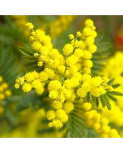 Acacia dealbata 'Gaulois Astier' - Mimosa Tree - 120-150cms