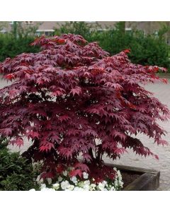 Acer palmatum atropurpureum - Purple Japanese Maple - Brilliant Red Autumn Colour