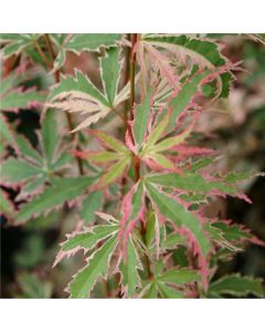 Acer palmatum Butterfly