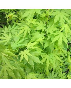 Acer palmatum Going Green - LARGE Specimen circa 6Ft