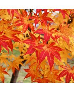 Acer palmatum Going Green - Autumn Orange 