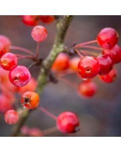 Crabapple Tree - Malus Admiration Crabapple Tree - Malus Admiration