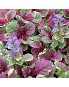 Ajuga reptans Burgundy Glow - Bugle