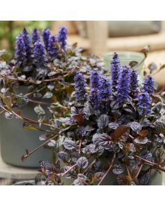 BLACK FRIDAY DEAL - Ajuga Fierce Falcon - Feathered Friends