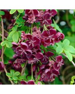 Akebia quinata - Chocolate Vine