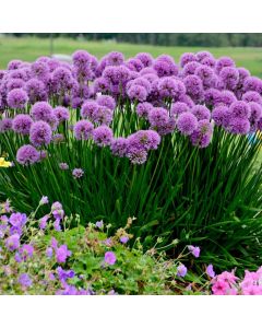 Large Allium senescens Millenium - Amazing Summer Flowering Allium