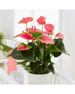 MOTHERS DAY - Flamingo Flower - Pink Flowering Anthurium