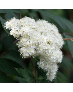 Sorbus aria 'Majestica' Whitebeam Tree 