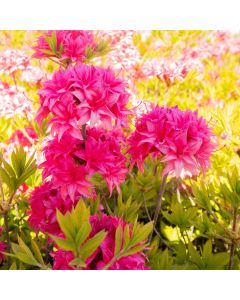 Azalea mollis 'Homebush' - Knaphill Rhododendron - 80-100cm