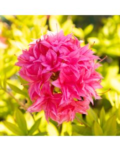 Azalea mollis Homebush - Knaphill Rhododendron