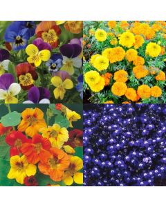 Beautiful Hanging Basket & Patio Container Flower Seeds - 6 Different Varieties