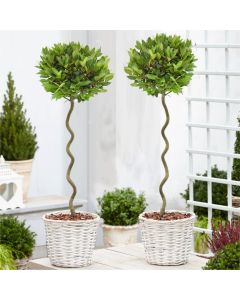 MOTHERS DAY - Pair of Lollipop Spiral Stem Bay Trees in Baskets