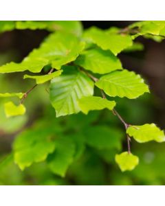 Fagus Sylvatica - Beech - Bare Root Hedging 30-50cm - Pack of 12 Fagus Sylvatica - Beech - Bare Root Hedging 30-50cm - Pack of 12