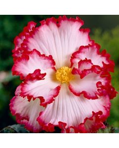 Begonia Crispa Marginata White and Red